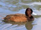 Southern Pochard (WWT September Slimbridge 2012) - pic by Nigel Key